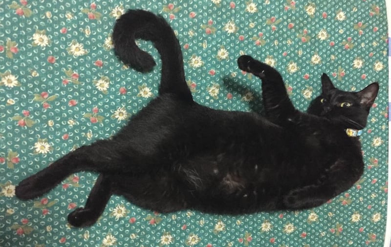 The Real Cost Cat Adoption & How Much It Cost to Own a Cat in Singapore